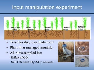 Input manipulation experiment
• Trenches dug to exclude roots
• Plant litter managed monthly
• All plots sampled for:
Efflux of CO2
Soil C/N and NH4
+/NO3
- contents
 