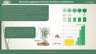 презентація ірини гнап директора Salix Energy Miscanthus Ukraine Pdf