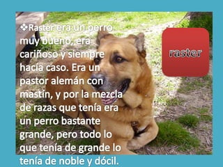 El gato es un animal muy territorial que adora el lugar dónde se desenvuelve su vida, porque éste representa su hogar y refugio, si bien es posible que realicen algunas escapadas para cortejar a su pareja, investigar los alrededores o entrar en contacto con otros gatos.pipo