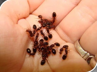 Miscellaneous ants