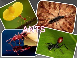 Miscellaneous ants