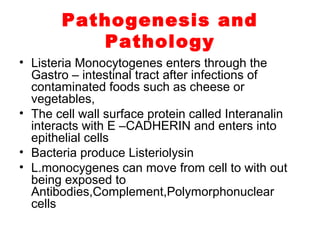 Pathogenesis and
Pathology
• Listeria Monocytogenes enters through the
Gastro – intestinal tract after infections of
contaminated foods such as cheese or
vegetables,
• The cell wall surface protein called Interanalin
interacts with E –CADHERIN and enters into
epithelial cells
• Bacteria produce Listeriolysin
• L.monocygenes can move from cell to with out
being exposed to
Antibodies,Complement,Polymorphonuclear
cells
 