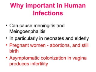 Why important in Human
Infections
• Can cause meningitis and
Meingoenphalitis
• In particularly in neonates and elderly
• Pregnant women - abortions, and still
birth
• Asymptomatic colonization in vagina
produces infertility
 