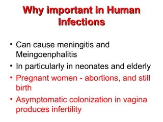 Why important in HumanWhy important in Human
InfectionsInfections
• Can cause meningitis and
Meingoenphalitis
• In particularly in neonates and elderly
• Pregnant women - abortions, and still
birth
• Asymptomatic colonization in vagina
produces infertility
 