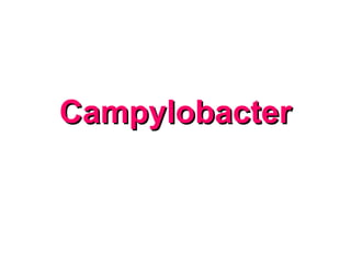 CampylobacterCampylobacter
 