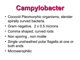 CampylobacterCampylobacter
• Cococid Pleomorphic organisms, slender
spirally curved bacteria.
• Gram negative. 2 x 0.5 microns
• Comma shaped, curved rods
• Non sporing , non motile
• Single unsheathed polar flagella at one or
both ends
• Microaerophilic
 