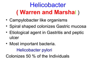 Helicobacter
( Warren and Marshal )
• Campylobacter like organisms
• Spiral shaped colonizes Gastric mucosa
• Etiological agent in Gastritis and peptic
ulcer
• Most important bacteria.
Helicobacter pylori
Colonizes 50 % of the Individuals
 