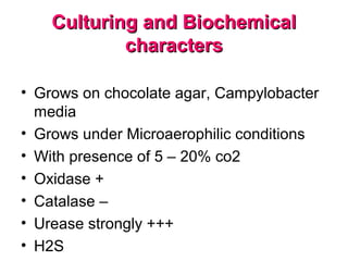 Culturing and BiochemicalCulturing and Biochemical
characterscharacters
• Grows on chocolate agar, Campylobacter
media
• Grows under Microaerophilic conditions
• With presence of 5 – 20% co2
• Oxidase +
• Catalase –
• Urease strongly +++
• H2S
 