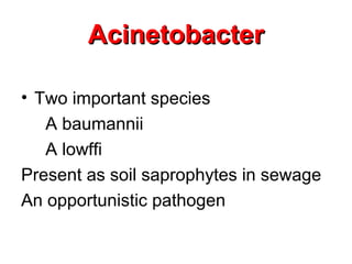 AcinetobacterAcinetobacter
• Two important species
A baumannii
A lowffi
Present as soil saprophytes in sewage
An opportunistic pathogen
 