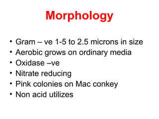 Morphology
• Gram – ve 1-5 to 2.5 microns in size
• Aerobic grows on ordinary media
• Oxidase –ve
• Nitrate reducing
• Pink colonies on Mac conkey
• Non acid utilizes
 