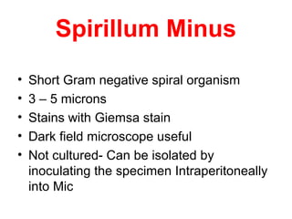 Spirillum Minus
• Short Gram negative spiral organism
• 3 – 5 microns
• Stains with Giemsa stain
• Dark field microscope useful
• Not cultured- Can be isolated by
inoculating the specimen Intraperitoneally
into Mic
 
