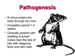 PathogenesisPathogenesis
• S.minus enters the
body through rat urine
• Incubation period 1-4
weeks
• Clinically present with
swelling of lymph
nodes near the site of
bite with relapsing
fever and skin rash
 