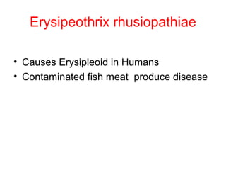 Erysipeothrix rhusiopathiae
• Causes Erysipleoid in Humans
• Contaminated fish meat produce disease
 