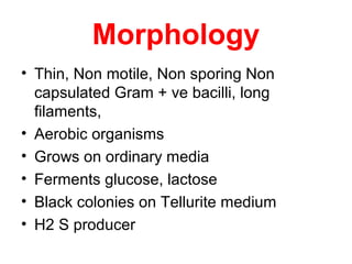Morphology
• Thin, Non motile, Non sporing Non
capsulated Gram + ve bacilli, long
filaments,
• Aerobic organisms
• Grows on ordinary media
• Ferments glucose, lactose
• Black colonies on Tellurite medium
• H2 S producer
 