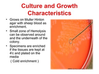 Culture and Growth
Characteristics
• Grows on Muller Hinton
agar with sheep blood as
enrichment.
• Small zone of Hemolysis
can be observed around
and the underneath of the
colony.
• Specimens are enriched
if the tissues are kept at
40
c and plated on the
media
( Cold enrichment )
 