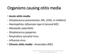 Organisms causing otitis media
• Acute otitis media
- Streptococcus pneumoniae: MC, (33%, in children)
- Haemophilus influenzae type b (second MC)
- Moraxella catarrhalis
- Streptococcus pyogenes
- Respiratory syncytial virus
- Influenza virus
• Chronic otitis media - Anaerobes (MC)
Essentials of Medical Microbiology by Apurba S Sastry © 2018,
Jaypee Brothers Medical Publishers
 