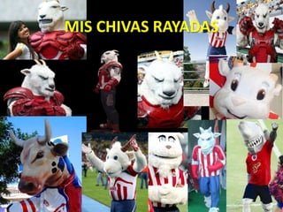 MIS CHIVAS RAYADAS<br />