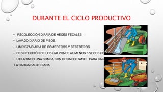 DURANTE EL CICLO PRODUCTIVO
• RECOLECCIÓN DIARIA DE HECES FECALES
• LAVADO DIARIO DE PISOS.
• LIMPIEZA DIARIA DE COMEDEROS Y BEBEDEROS
• DESINFECCIÓN DE LOS GALPONES AL MENOS 3 VECES POR SEMANA,
• UTILIZANDO UNA BOMBA CON DESINFECTANTE, PARA BAJAR
LA CARGA BACTERIANA.
 