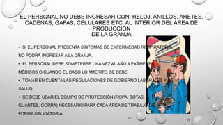 EL PERSONAL NO DEBE INGRESAR CON: RELOJ, ANILLOS, ARETES,
CADENAS, GAFAS, CELULARES ETC. AL INTERIOR DEL ÁREA DE
PRODUCCIÓN
DE LA GRANJA
• SI EL PERSONAL PRESENTA SÍNTOMAS DE ENFERMEDAD RESPIRATORIA,
NO PODRÁ INGRESAR A LA GRANJA.
• EL PERSONAL DEBE SOMETERSE UNA VEZ AL AÑO A EXÁMENES
MÉDICOS O CUANDO EL CASO LO AMERITE. SE DEBE
• TOMAR EN CUENTA LAS REGULACIONES DE GOBIERNO LABORALES Y DE
SALUD.
• SE DEBE USAR EL EQUIPO DE PROTECCIÓN (ROPA, BOTAS,
GUANTES, GORRA) NECESARIO PARA CADA ÁREA DE TRABAJO DE
FORMA OBLIGATORIA.
 