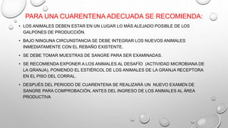 PARA UNA CUARENTENA ADECUADA SE RECOMIENDA:
• LOS ANIMALES DEBEN ESTAR EN UN LUGAR LO MÁS ALEJADO POSIBLE DE LOS
GALPONES DE PRODUCCIÓN.
• BAJO NINGUNA CIRCUNSTANCIA SE DEBE INTEGRAR LOS NUEVOS ANIMALES
INMEDIATAMENTE CON EL REBAÑO EXISTENTE.
• SE DEBE TOMAR MUESTRAS DE SANGRE PARA SER EXAMINADAS.
• SE RECOMIENDA EXPONER A LOS ANIMALES AL DESAFÍO (ACTIVIDAD MICROBIANA DE
LA GRANJA), PONIENDO EL ESTIÉRCOL DE LOS ANIMALES DE LA GRANJA RECEPTORA
EN EL PISO DEL CORRAL.
• DESPUÉS DEL PERIODO DE CUARENTENA SE REALIZARÁ UN NUEVO EXAMEN DE
SANGRE PARA COMPROBACIÓN, ANTES DEL INGRESO DE LOS ANIMALES AL ÁREA
PRODUCTIVA
 
