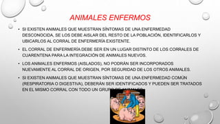 ANIMALES ENFERMOS
• SI EXISTEN ANIMALES QUE MUESTRAN SÍNTOMAS DE UNA ENFERMEDAD
DESCONOCIDA, SE LOS DEBE AISLAR DEL RESTO DE LA POBLACIÓN, IDENTIFICARLOS Y
UBICARLOS AL CORRAL DE ENFERMERÍA EXISTENTE.
• EL CORRAL DE ENFERMERÍA DEBE SER EN UN LUGAR DISTINTO DE LOS CORRALES DE
CUARENTENA PARA LA INTEGRACIÓN DE ANIMALES NUEVOS.
• LOS ANIMALES ENFERMOS (AISLADOS), NO PODRÁN SER INCORPORADOS
NUEVAMENTE AL CORRAL DE ORIGEN, POR SEGURIDAD DE LOS OTROS ANIMALES.
• SI EXISTEN ANIMALES QUE MUESTRAN SÍNTOMAS DE UNA ENFERMEDAD COMÚN
(RESPIRATORIA O DIGESTIVA), DEBERÁN SER IDENTIFICADOS Y PUEDEN SER TRATADOS
EN EL MISMO CORRAL CON TODO UN GRUPO DE ANIMALES.
 