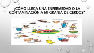 ¿CÓMO LLEGA UNA ENFERMEDAD O LA
CONTAMINACIÓN A MI GRANJA DE CERDOS?
 