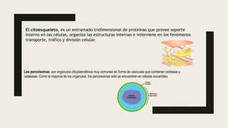 El citoesqueleto, es un entramado tridimensional de proteínas que provee soporte
interno en las células, organiza las estructuras internas e interviene en los fenómenos
transporte, tráfico y división celular.
Los peroxisomas: son orgánulos citoplasmáticos muy comunes en forma de vesículas que contienen oxidasas y
catalasas. Como la mayoría de los orgánulos, los peroxisomas solo se encuentran en células eucariotas.
 