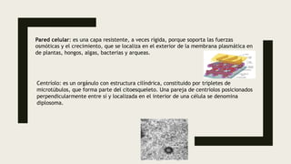 Pared celular: es una capa resistente, a veces rígida, porque soporta las fuerzas
osmóticas y el crecimiento, que se localiza en el exterior de la membrana plasmática en
de plantas, hongos, algas, bacterias y arqueas.
Centríolo: es un orgánulo con estructura cilíndrica, constituido por tripletes de
microtúbulos, que forma parte del citoesqueleto. Una pareja de centríolos posicionados
perpendicularmente entre sí y localizada en el interior de una célula se denomina
diplosoma.
 