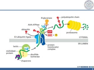 Misfolded proteins | PPTX