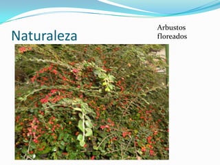Arbustos
Naturaleza   floreados
 