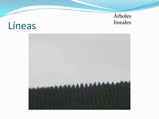 Árboles
         lineales
Líneas
 