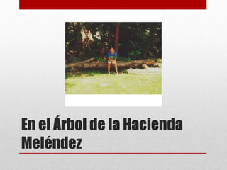 En el Árbol de la Hacienda 
Meléndez 
 