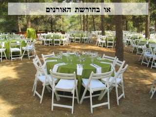 או בחורשת האורנים 