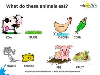 info@mishmashbarcelona.com l www.mishmashbarcelona.com
What do these animals eat?
COW CORNGRASS
MOUSE CHEESE
CHICKEN
PIG FRUIT
 