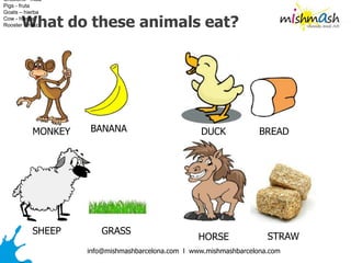 info@mishmashbarcelona.com l www.mishmashbarcelona.com
What do these animals eat?
MONKEY BREADBANANA
SHEEP GRASS
DUCK
Chickens - maiz
Pigs - fruta
Goats – hierba
Cow - hierba
Rooster - maiz
HORSE STRAW
 