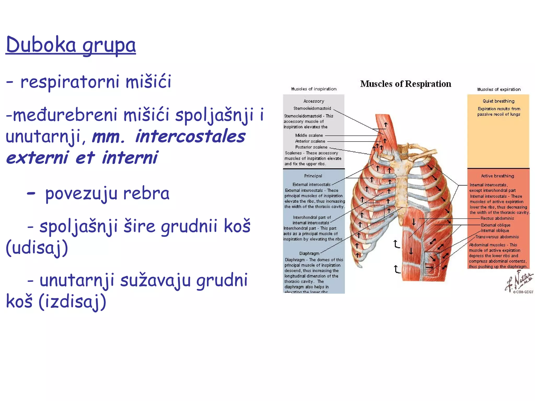 Misici glave, vrata i trupa | PPT