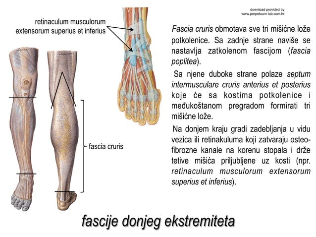 Misicii potkolenice i stopala | PDF