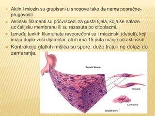 Mišićni sistem | PPTX