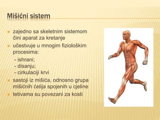 Mišićni sistem | PPTX