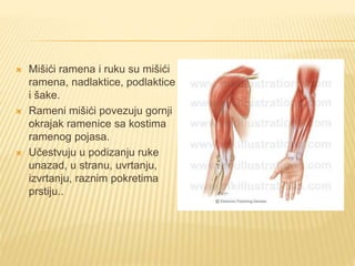Mišićni sistem | PPTX