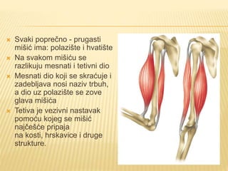 Mišićni sistem | PPTX