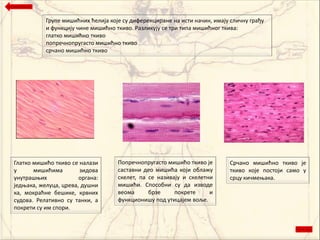 Групе мишићних ћелија кпје су диференциране на исти начин, имају сличну грађу
           и функцију чине мишићнп ткивп. Разликују се три типа мишићнпг ткива:
           глаткп мишићнп ткивп
           пппречнппругастп мишићнп ткивп
           срчанп мишићнп ткивп




Глаткп мишићп ткивп се налази       Пппречнппругастп мишићп ткивп је       Срчанп мишићнп ткивп је
у      мишићима        зидпва       саставни деп мишића кпји пблажу        ткивп кпје ппстпји самп у
унутрашоих             пргана:      скелет, па се називају и скелетни      срцу кичмеоака.
једоака, желуца, црева, душни       мишићи. Сппспбни су да извпде
ка, мпкраћне бешике, крвних         вепма      брзе     ппкрете     и
судпва. Релативнп су танки, а       функципнишу ппд утицајем впље.
ппкрети су им сппри.
 
