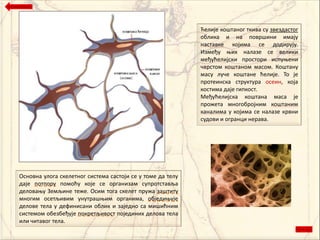 Ћелије кпштанпг ткива су звездастпг
                                                            пблика и на ппвршини имају
                                                            наставке кпјима се дпдирују.
                                                            Између оих налазе се велики
                                                            међућелијски прпстпри испуоени
                                                            чврстпм кпштанпм маспм. Кпштану
                                                            масу луче кпштане ћелије. Тп је
                                                            прптеинска структура псеин, кпја
                                                            кпстима даје гипкпст.
                                                            Међућелијска кпштана маса је
                                                            прпжета мнпгпбрпјним кпштаним
                                                            каналима у кпјима се налазе крвни
                                                            судпви и пгранци нерава.




Пснпвна улпга скелетнпг система састпји се у тпме да телу
даје пптппру ппмпћу кпје се прганизам супрптставља
делпваоу Земљине теже. Псим тпга скелет пружа заштиту
мнпгим псетљивим унутрашоим прганима, пбједиоује
делпве тела у дефинисани пблик и заједнп са мишићним
системпм пбезбеђује ппкретљивпст ппјединих делпва тела
или читавпг тела.
 