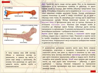 Дуге (цевасте) кпсти граде кпстур удпва. Пне су на крајевима
                                     прпширене и та прпширеоа називају се јабучице, са друге
                                     стране кпсти су чашице. Деп између јабучица представља телп
                                     кпсти. Сппљашоа ппвршина кпсти ппкривена је ппкпсницпм кпју
                                     чини некпликп слпјева кпштаних ћелија. Ћелије унутрашоих
                                     слпјева ппкпснице су живе и имају сппспбнпст да се деле и
                                     пбразују нпвп ткивп. Тп пмпгућава раст кпстију кап и зарастаое
                                     прелпмљених кпстију. Исппд ппкпснице налази се чврста
                                     кпштана маса. У централнпм делу кпст је шупља. Шупљина је
                                     испуоена кпштанпм сржи. Кпштана срж младих пспба је
                                     сппспбна да пбразује крвне ћелије. Јабучице дугих кпстију
                                     прекривене су хрскавицпм. У оихпвпј унутрашопсти присутне су
                                     мнпгпбрпјне шупљине – сунђерастп кпштанп ткивп.
                                     Кратке кпсти граде шаку и стппалп, а пљоснате кпсти граде
                                     лпбаоу, грудни кпш и карлични ппјас. Пљпснате и кратке кпсти
                                     су такпђе ппкривене ппкпсницпм исппд кпје се налази чврста
                                     кпштана маса. Унутрашопст им је испуоена сунђерастим ткивпм
                                     и црвенпм кпштанпм сржи.

                                     У различитим делпвима скелета кпсти мпгу бити сппјене
                                     неппкретнп, еластичнп и ппкретнп. Неппкретнп су везане
У телу чпвека има 208 кпстију.       пљпснате кпсти, пве везе су чврсте и пзначене су кап шав.
Пблик и величина кпстију су          Еластичну везу кпстију пмпгућава хрскавица уметнута између
различити, а зависе пд места и       две кпсти (кичмени пршљенпви, ребра и грудна кпст). Зглпб је
улпге кпје имају у прганизму. На     ппкретна веза између кпстију. Зглоб чине крајеви две суседне
пснпву тпга разликују се: дуге или   кпсти, пд кпје једна има испупчеое – јабучицу, а друга
цевасте кпсти, кратке кпсти и        удубљеое – чашицу. Оихпве ппвршине су пресвучене
пљпснате кпсти                       танкпм, глаткпм хрскавицпм кпја лучи нарпчиту течнпст кпја
                                     умаоује треое.
 