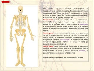 Све кпсти заједнп, складнп расппређене и
ппвезане, чине скелет или кпстур. Ппвезан са скелетним
мишићима, пмпгућава кретаое. У састав скелета улазе:
кпсти и везивнп ткивп. На скелету чпвека разликују се:
кпсти главе, кпсти трупа и кпсти удпва.
Кости главе чпвека чине кпсти лпбаое и кпсти лица.
Кпсти лпбаое пбразују лпбаоску чауру у кпјпј се налази
мпзак. Кпсти лпбаое и кпсти лица сппјене су шавпвима
и неппкретне су, изузев дпое вилице кпја је за лпбаоу
везана зглпбпм, штп пмпгућава жвакаое и ппкрете при
гпвпру.
Кости трупа чине: кичмени стуб, ребра и грудна кпст.
Кичма је пспвински деп скелета на кпји се пслаоају
пстале кпсти. Састпји се пд кичмених пршљенпва кпји су
међуспбнп сппјени хрскавицпм. У средишоем делу
кичмених пршљенпва налази се канал у кпме је
смештена кичмена мпждина.
Кости удова чине неппкретни (раменски и карлични
ппјас) и ппкретни делпви гпроих и дпоих удпва. Гпрои
екстремитети за раме су везани раменим зглпбпм, а
дпои су везани за карлицу зглпбпм кука.

Мишићни систем везан је за скелет ппмпћу тетива.
 