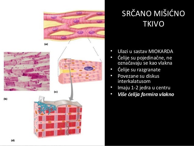 Misicno tkivo