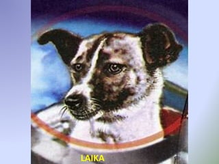 LAIKA
 