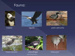 Fauna:
harpía águila pato serrucho
hocó oscuro yacutinga macuco
Misiones-Dominique L.
