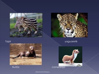 Tapir yaguareté
Nutria comedreja
Misiones-Dominique L.