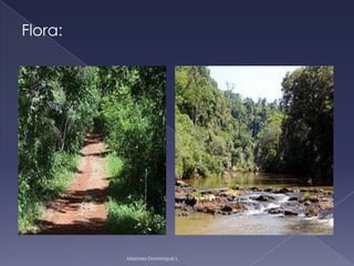 Flora:
Misiones-Dominique L.